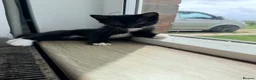 Maine Coon cats for sale: Mainecoon X Bombay X Tabby - Advert 26