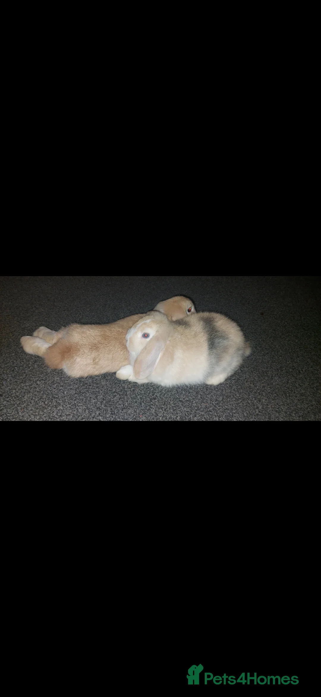 Mini Lop rabbits for sale: 2 boys for sale (not kept together) - Advert 2