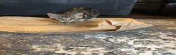 Bengal cats for sale: Beautiful Bengal kitten in Whitchurch - Advert 4