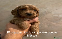 Cockapoo dogs for sale: Most extensively genetically health tested pups  - Image 8
