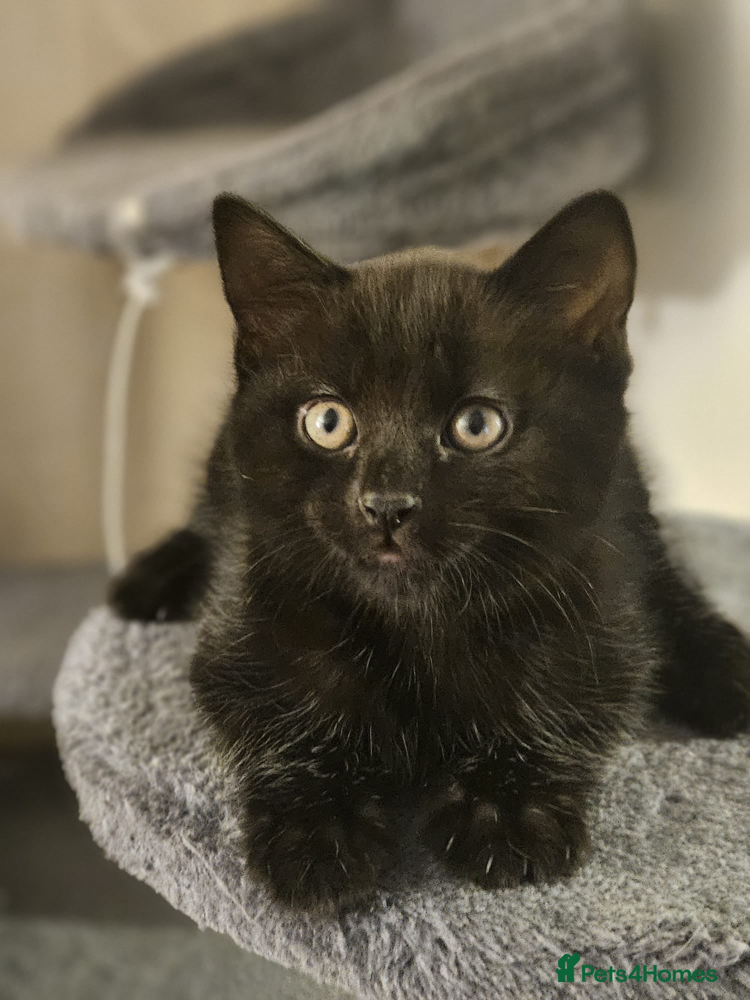 British Shorthair cats British Shorthair x Siberian Kittens  - Advert 12