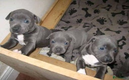 Staffordshire Bull Terrier dogs for sale: Staffordshire bullterrie puppies for sale  - Image 4