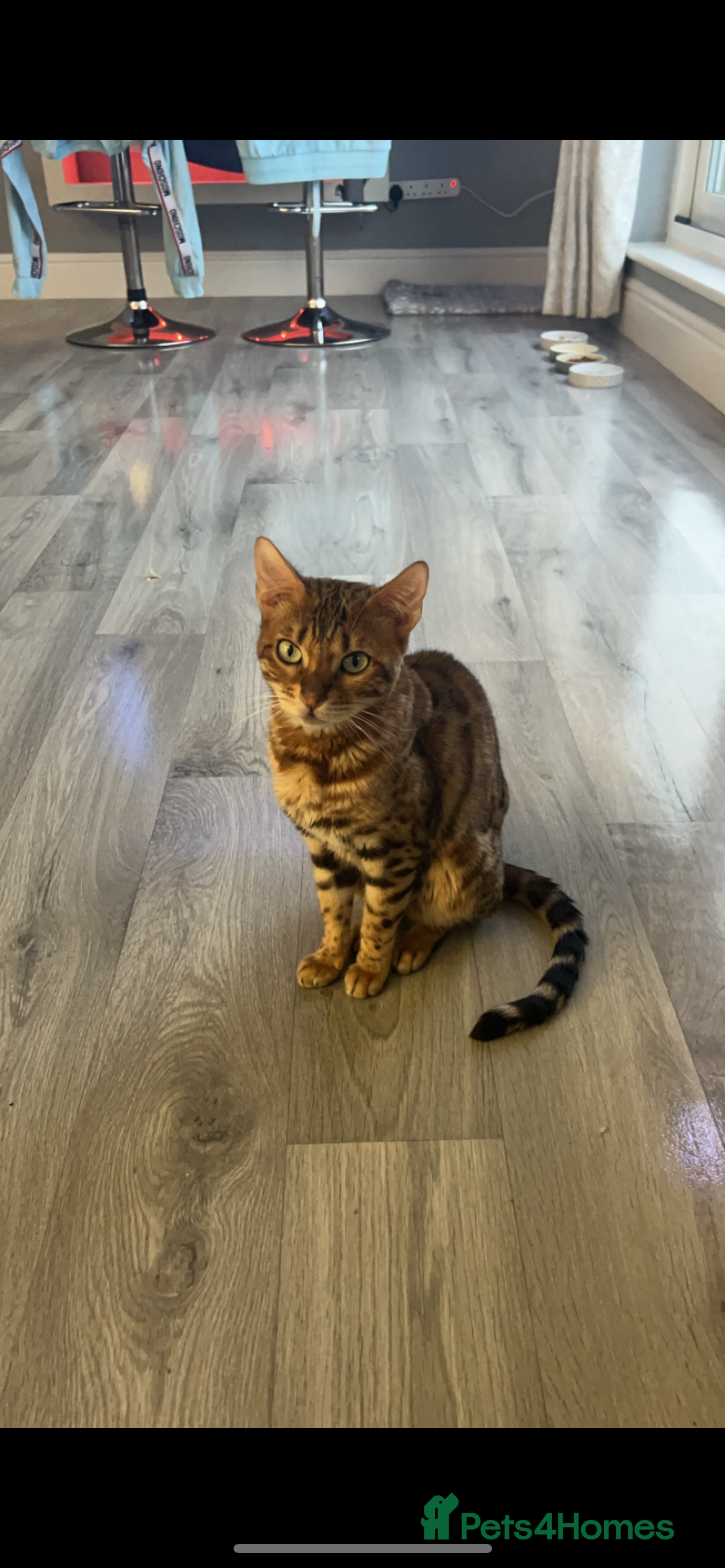 Bengal cats Female bengal  - Advert 4