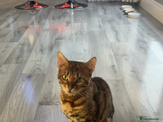 Bengal cats - Advert 10