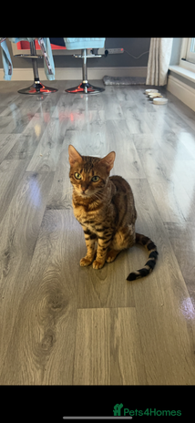 Bengal cats - Advert 22