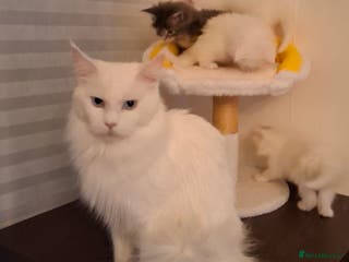 Maine Coon cats Kitten - Advert 14