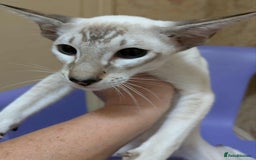Siamese cats for sale: Siamese Kittens For Sale. - Image 7