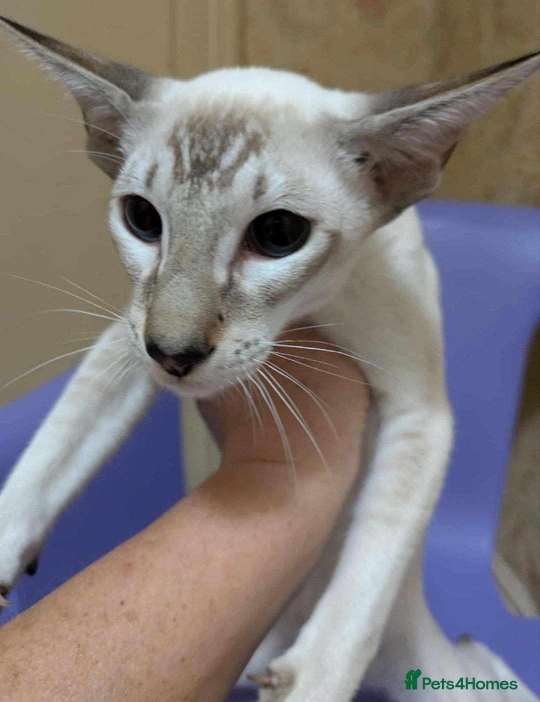 Siamese cats for sale: Siamese Kittens For Sale. - Image 7