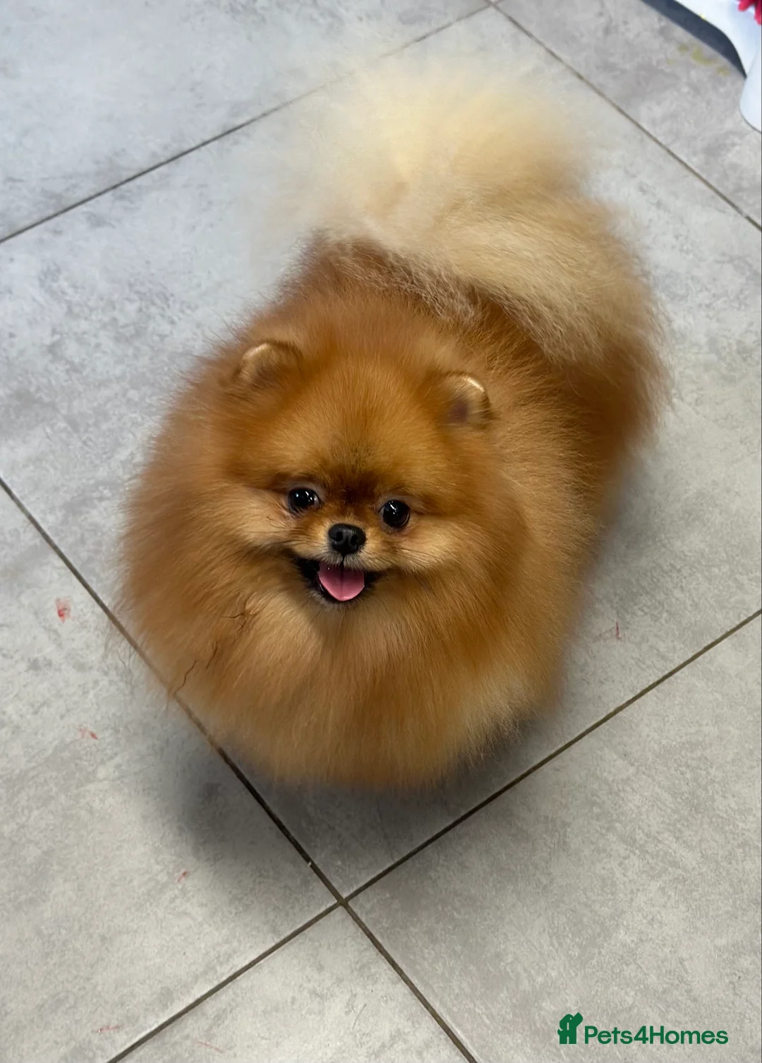 Pomeranian dogs for stud: Orange bear type boy for stud in Lanark - Advert 4