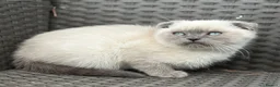 Scottish Fold cats for sale: Scottish fold X BSH - Advert 6