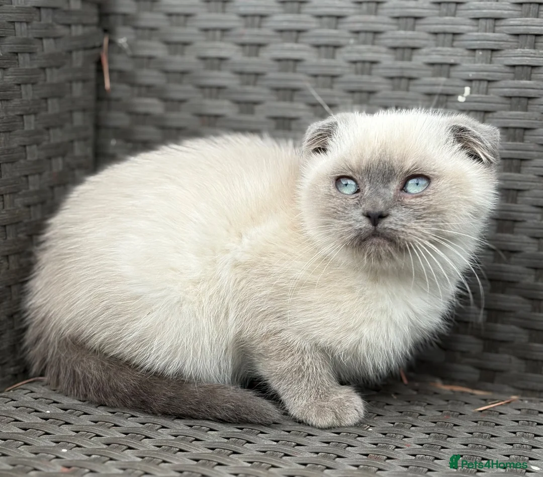 Scottish Fold cats for sale: Scottish fold X BSH - Advert 6