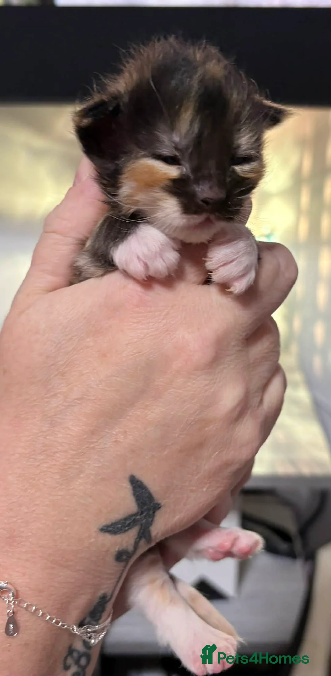 Maine Coon cats for sale: 6 lovely Maine coon kittens  - Advert 4