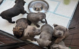 Staffordshire Bull Terrier dogs for sale: Staffordshire bull terrier puppies  - Image 5