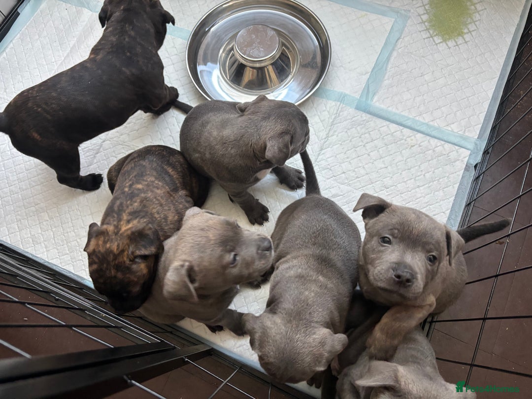 Staffordshire Bull Terrier dogs for sale: Staffordshire bull terrier puppies  - Image 5