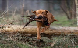 Labrador Retriever dogs for sale: 6 Pedigree Fox Red Labrador Puppies - Image 13