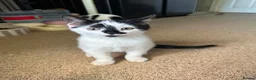 British Shorthair cats for sale: Adorable Kittens Looking for Loving Homes 🐾  - Advert 12