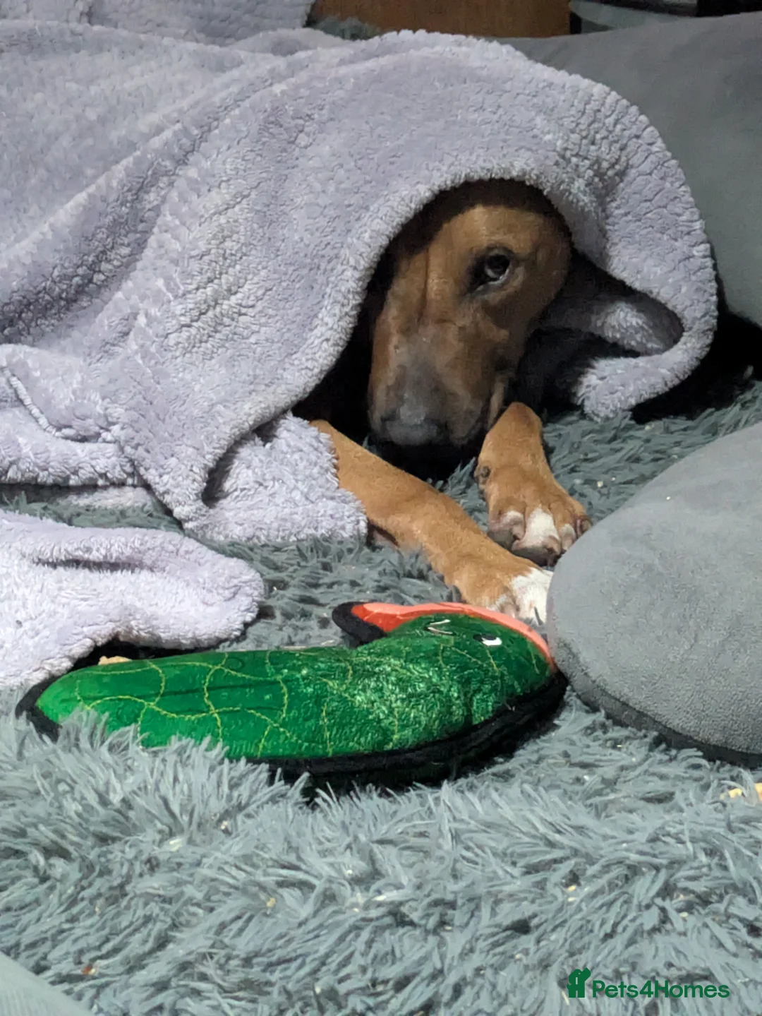 American Bull Staffy dogs for sale: Junimo Seeks Adventure  - Advert 12