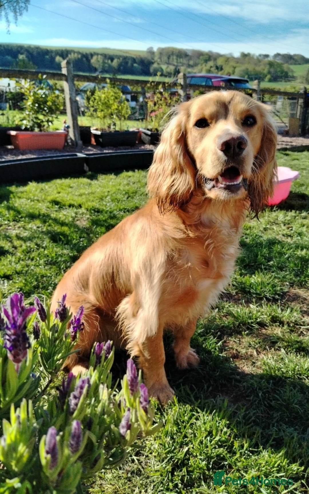 Cocker Spaniel dogs for stud: Health Tested KC Cocker Spaniel  - Image 2