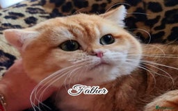 British Shorthair cats for sale: Champion Bloodlines BSH kittens  - Image 31
