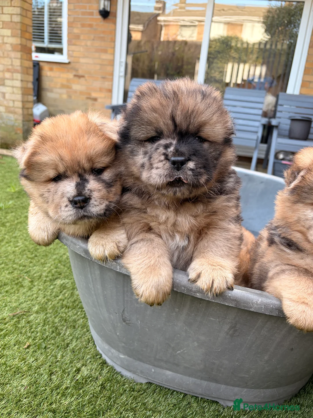 Chow Chow dogs for sale: 2 LEFT Merle Chowchow Puppies  - Advert 9
