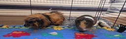 Guinea Pig rodents for sale: 2x Guinea pigs  - Advert 8