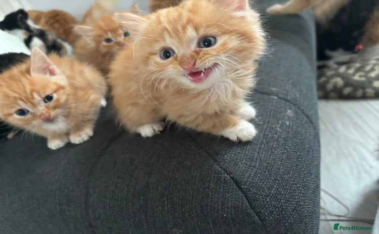 Mixed Breed cats - Advert 14