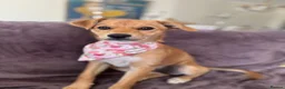 Mixed Breed dogs for adoption: Tranquil Trudie - Advert 10