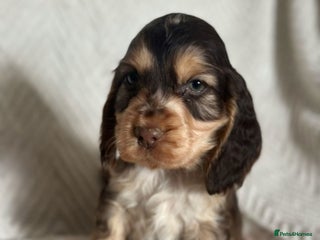 Cocker Spaniel dogs Show cocker spaniels top quality - Advert 15