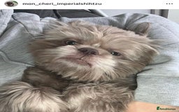 Shih Tzu dogs for stud: Lilac imperial shih tzu for stud in Clydebank - Image 2