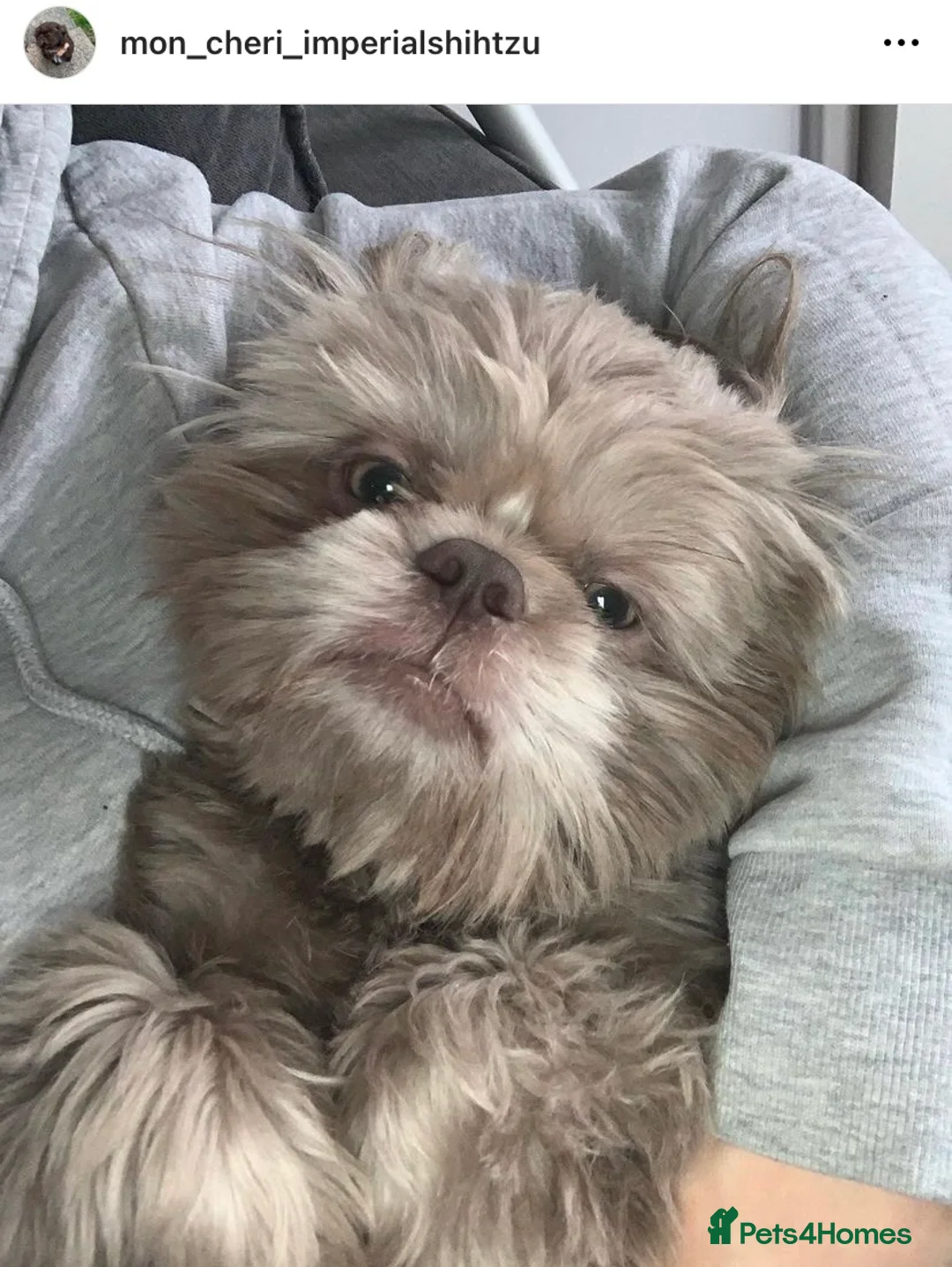 Shih Tzu dogs for stud: Lilac imperial shih tzu for stud in Clydebank - Advert 2