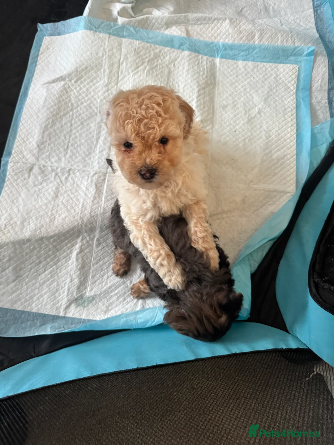 Yorkiepoo dogs for sale: Beautiful boy - Advert 5