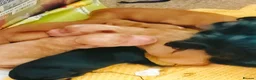 Cockapoo dogs for sale: 5 beautiful cockapoo puppies  - Advert 2