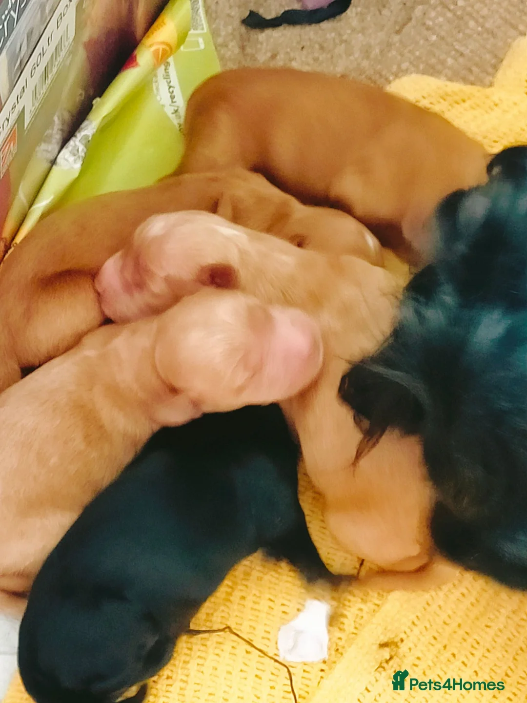 Cockapoo dogs for sale: 5 beautiful cockapoo puppies  - Advert 2