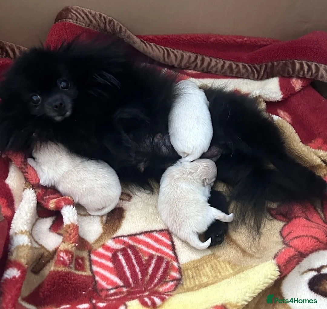 Pomeranian dogs for stud: Pierre stunning white TINY teddy Pom STUD ONLY in Romford - Advert 14