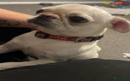 Pug dogs for sale: Female pug 2 years old  - Image 2