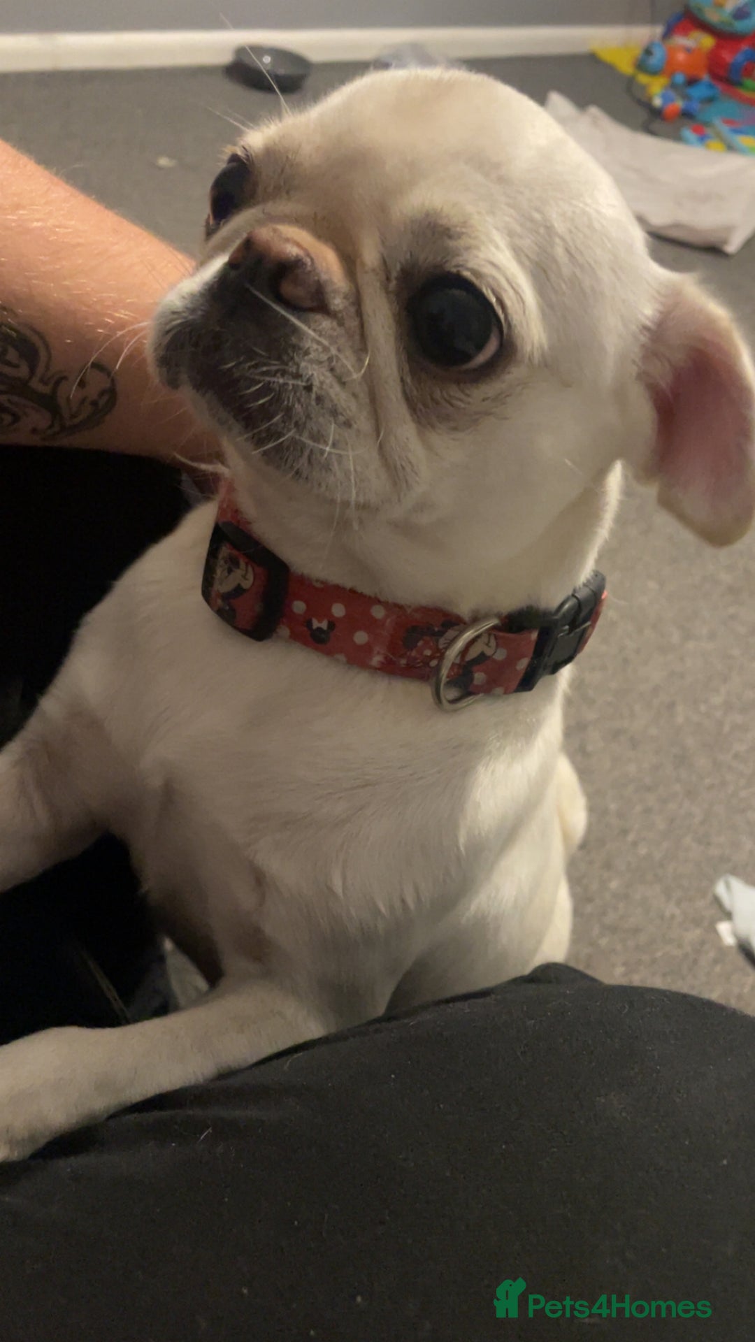 Pug dogs for sale: Female pug 2 years old  - Image 2