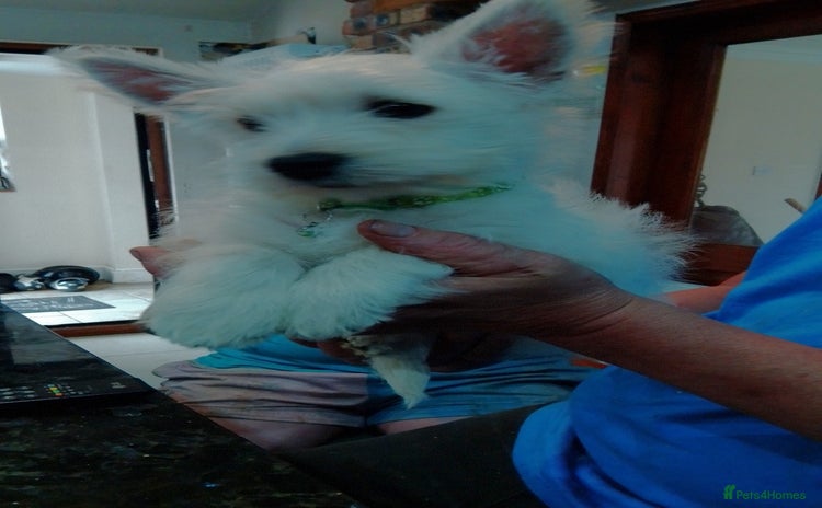 West Highland Terrier dogs - Advert 1