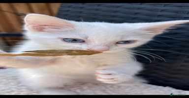 Turkish Angora cats - Advert 13