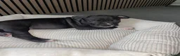 American Bully dogs for sale: American pocket bully pups in Peterborough - Advert 10