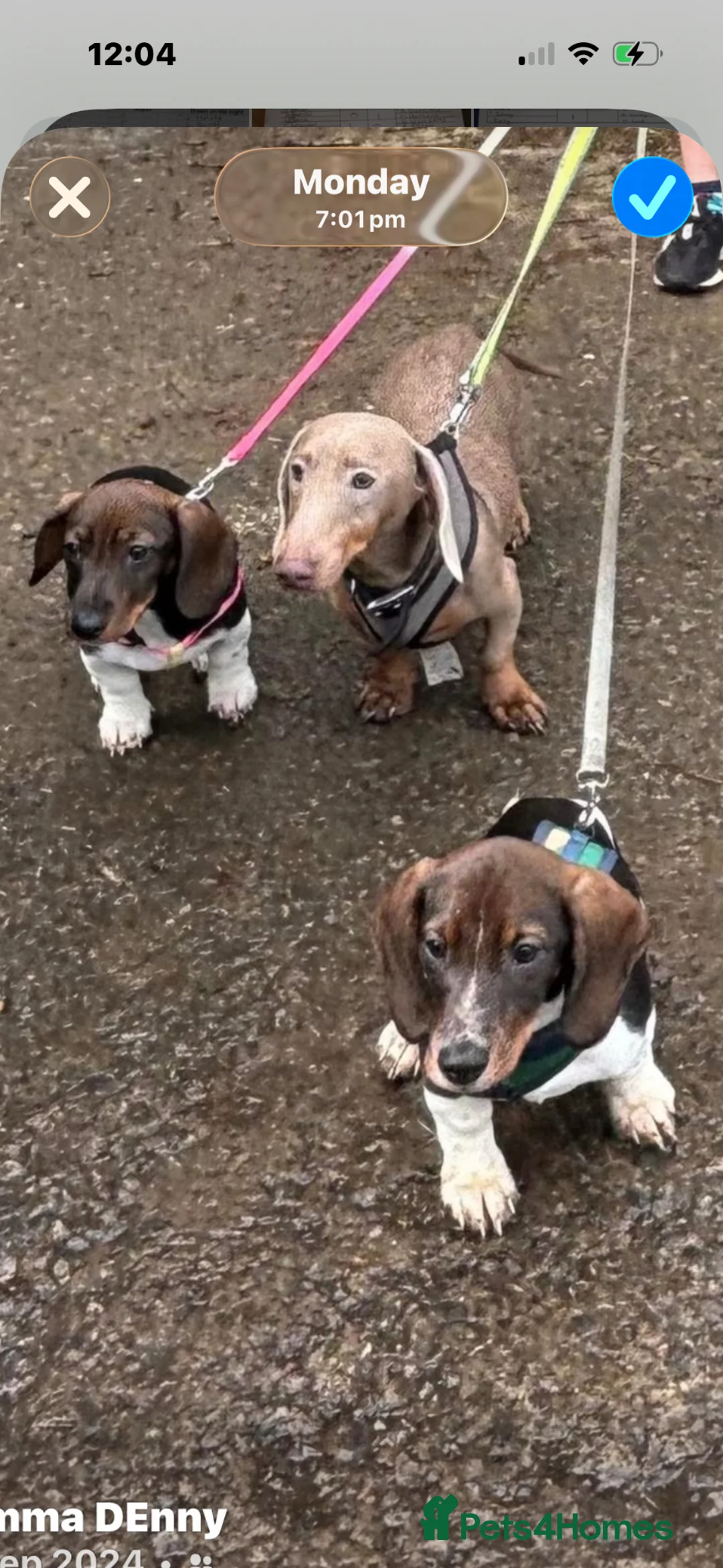 Mixed Breed dogs for sale: Beautiful happy loving dog 🐶  - Advert 7