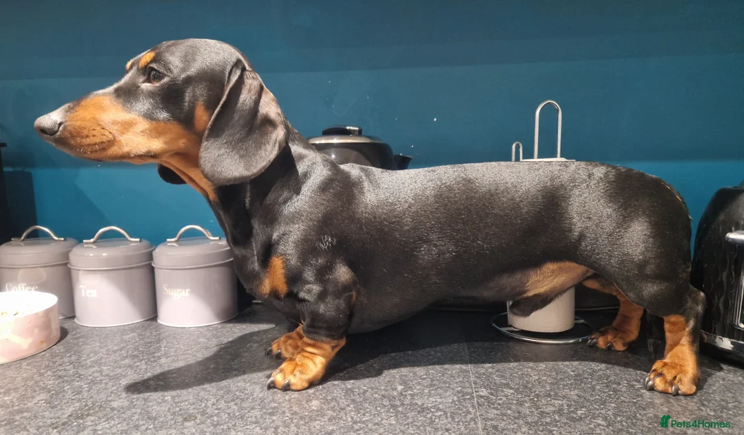 Miniature Dachshund dogs for stud: For stud!!KC registered Miniature dachshund  in Bristol - Advert 5