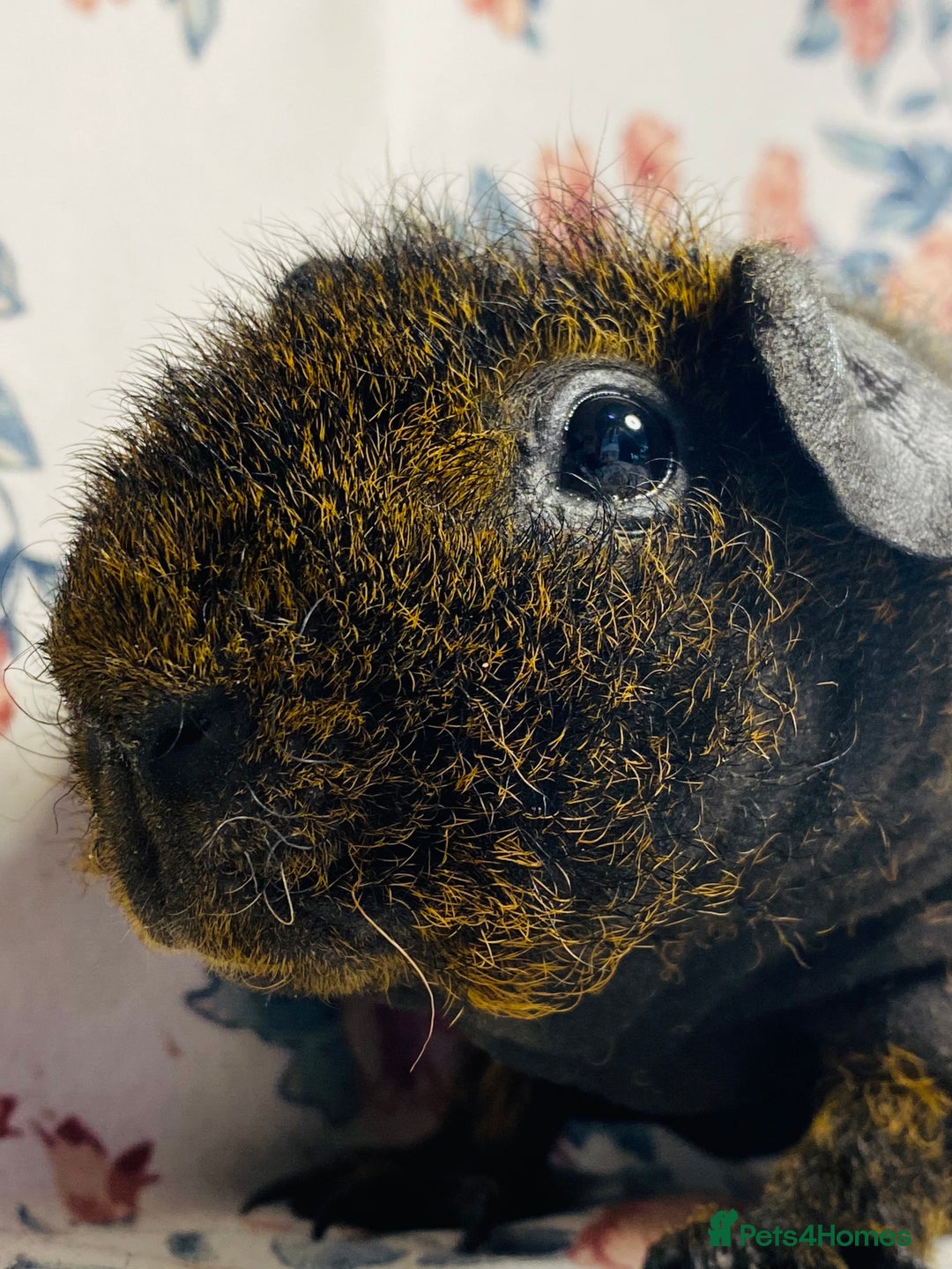 Guinea Pig rodents for sale: Skinny pig and werewolf pair of boys - Advert 8