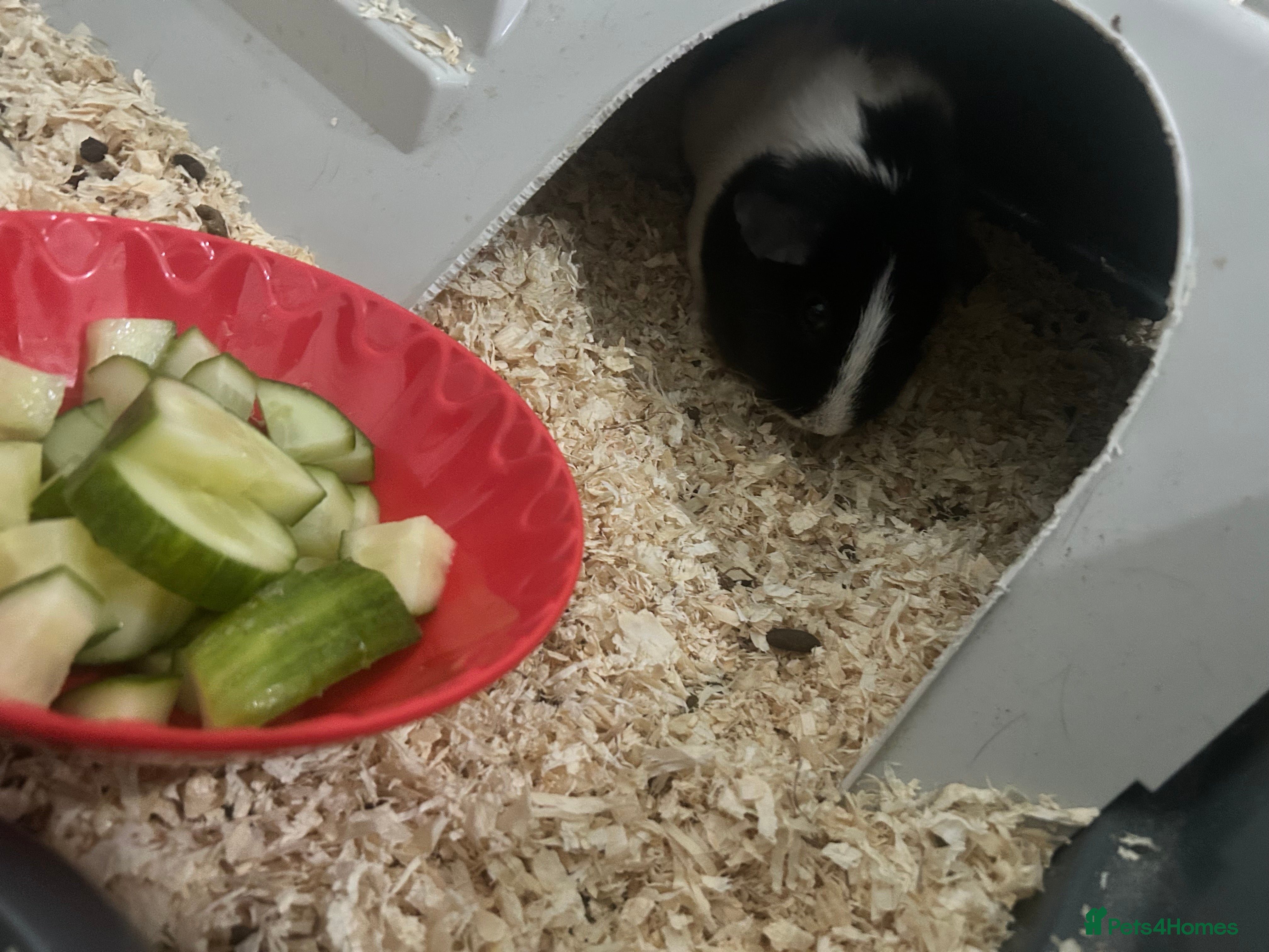 Guinea Pig rodents Guinea pig and double cage  - Advert 1