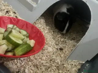 Guinea Pig rodents Guinea pig and double cage - Advert 1