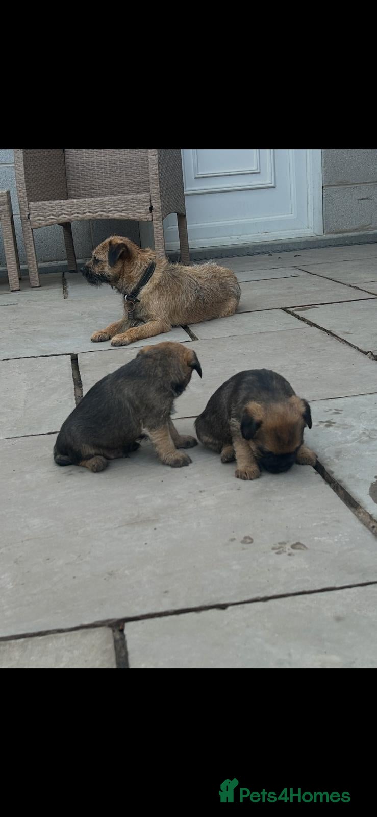 Border Terrier dogs Border Terrier puppies for sale SLEM Clear OXCROFT - Advert 5