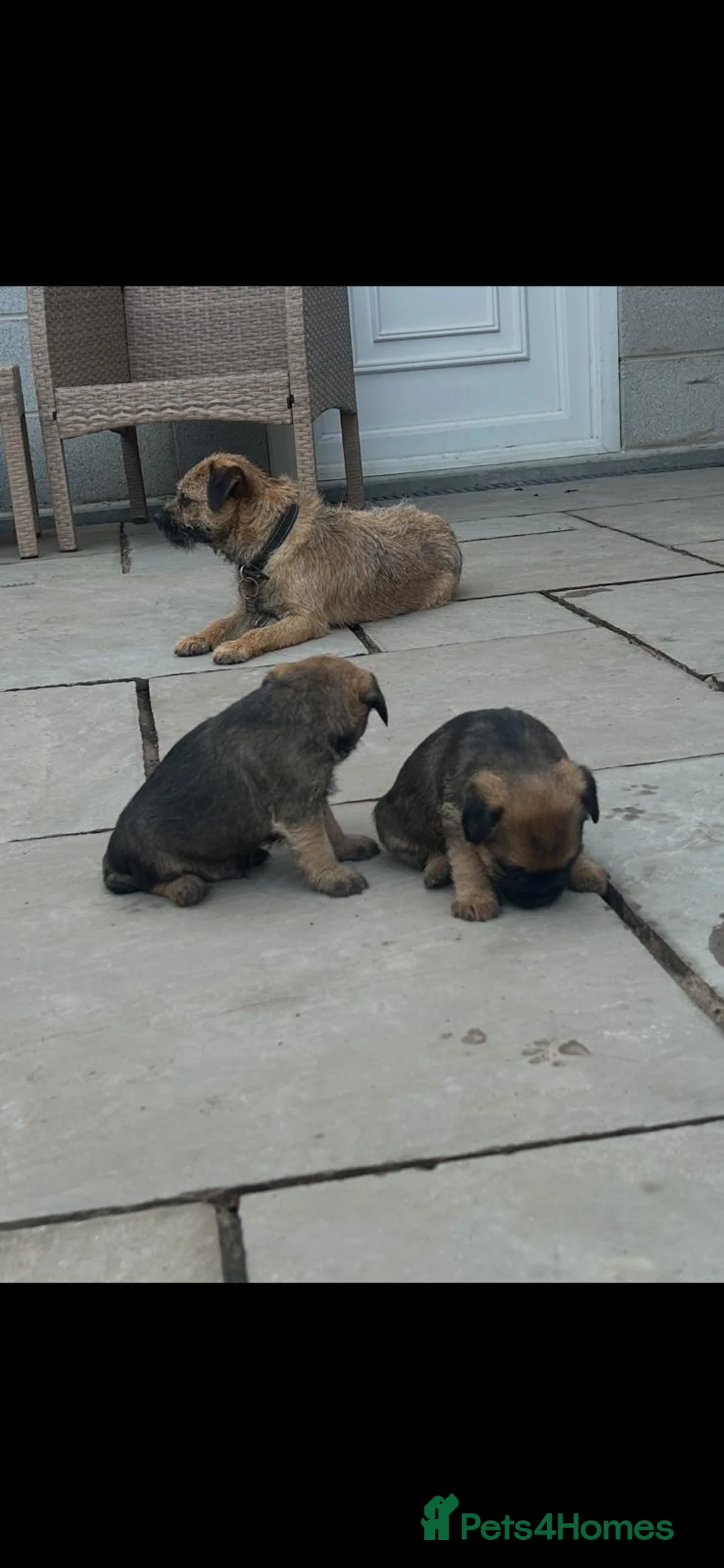 Border Terrier dogs for sale: Border Terrier puppies for sale SLEM Clear OXCROFT - Advert 1