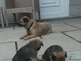Border Terrier dogs Border Terrier puppies for sale SLEM Clear OXCROFT - Advert 5