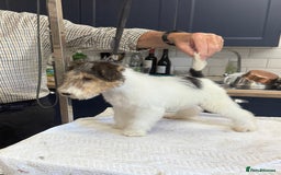 Fox Terrier dogs for sale: Wire Fox Terrier Puppies - Image 7