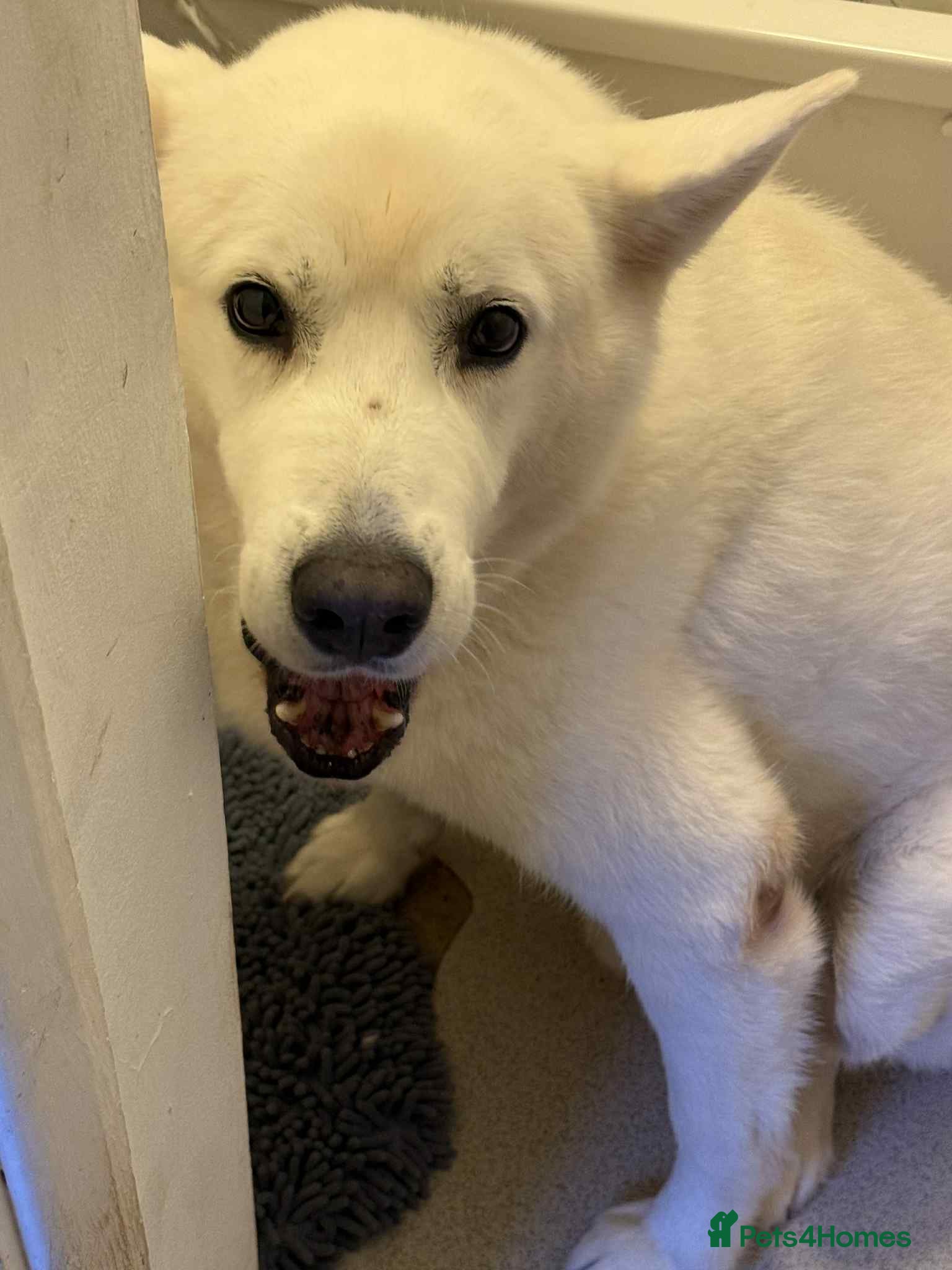 Shepsky dogs Caius the shepsky - Advert 2