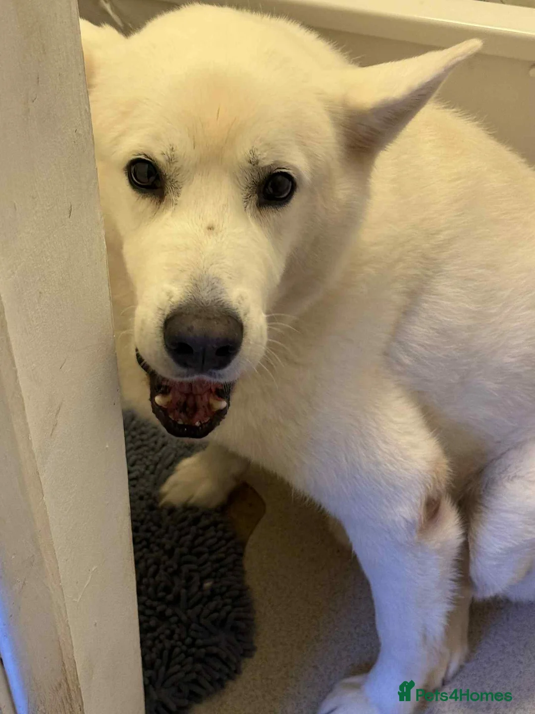 Shepsky dogs for sale: Caius the shepsky - Advert 1